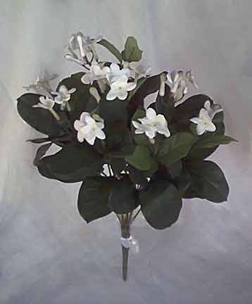 Stephanotis Bush